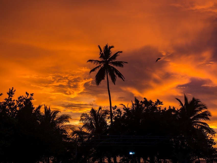 palm trees sunset tropics sky clouds Transparent Cutout PNG Graphic Isolation 4k wallpaper