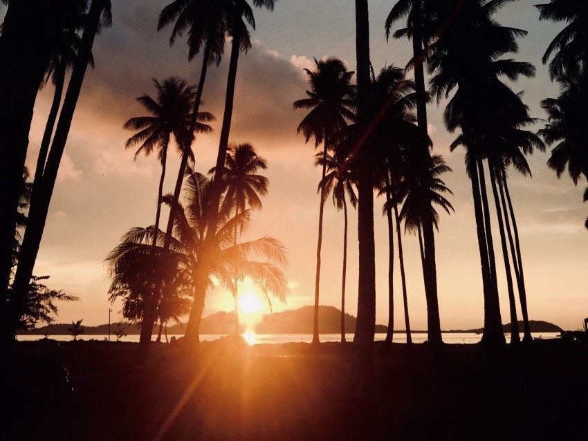 palm trees sunset tropics sunlight trees PNG graphics with alpha channel pack