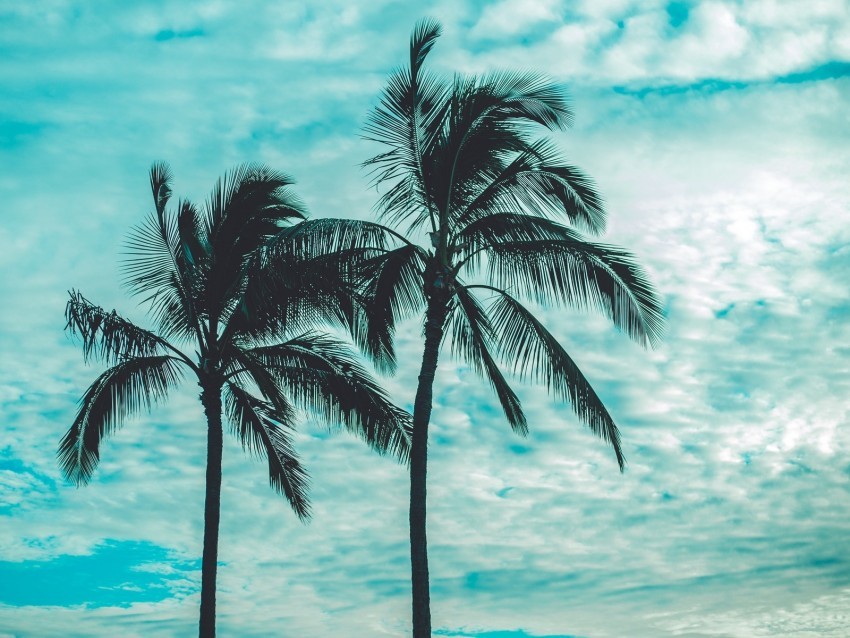 palm trees tops sky clouds trees tropics PNG Image with Clear Background Isolated
