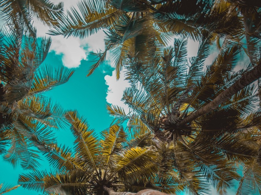 palm trees trees branches tropics sky clouds Clean Background Isolated PNG Graphic Detail 4k wallpaper