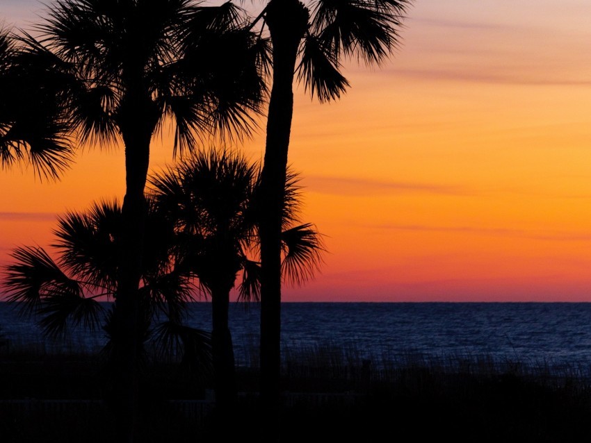 palm trees trees sunset branches sky horizon dark Free PNG images with clear backdrop