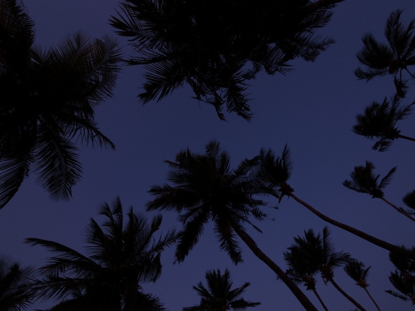 palm trees treetops dark sky twilight PNG transparent pictures for editing