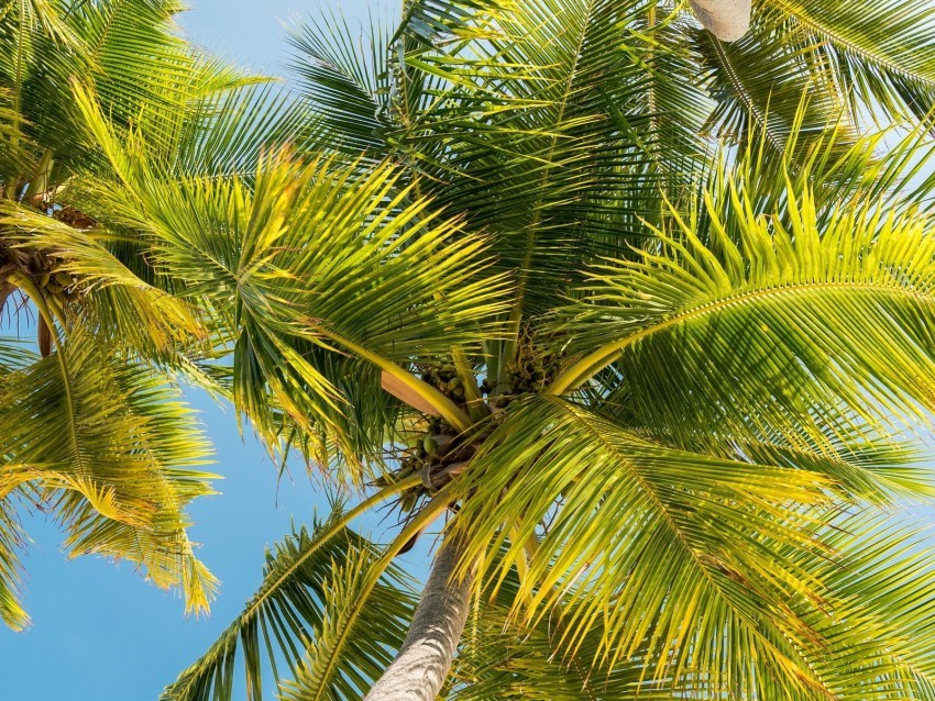 palm trees trunk branches leaves bottom view PNG Graphic with Clear Background Isolation 4k wallpaper