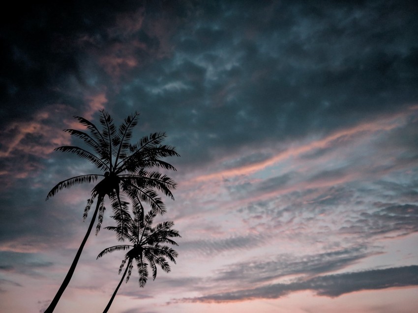 palm trees twilight dark sky clouds High-resolution transparent PNG images set