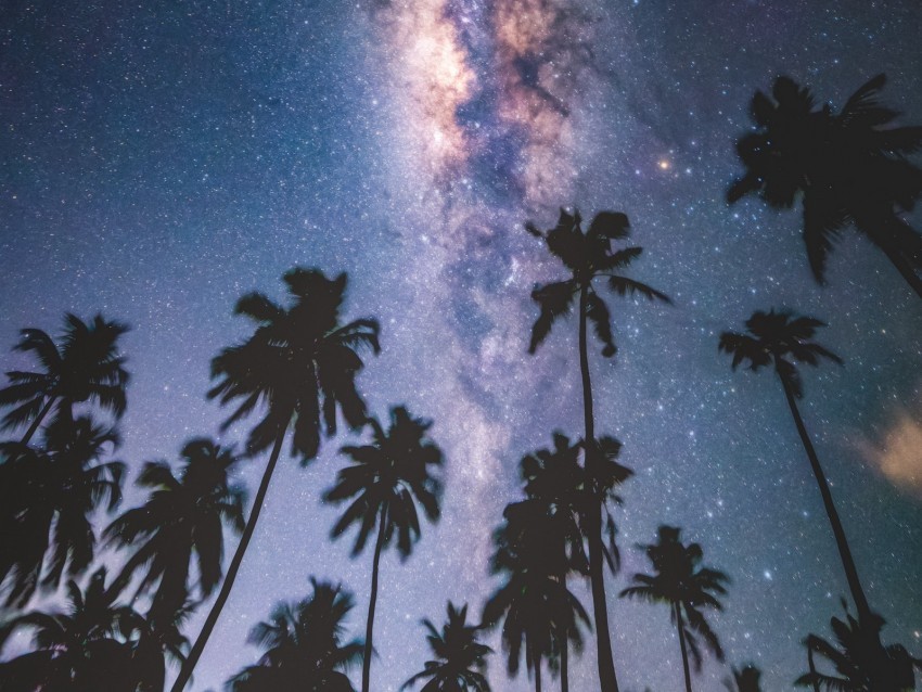 palms starry sky milky way stars night maldives PNG Image with Transparent Isolated Graphic