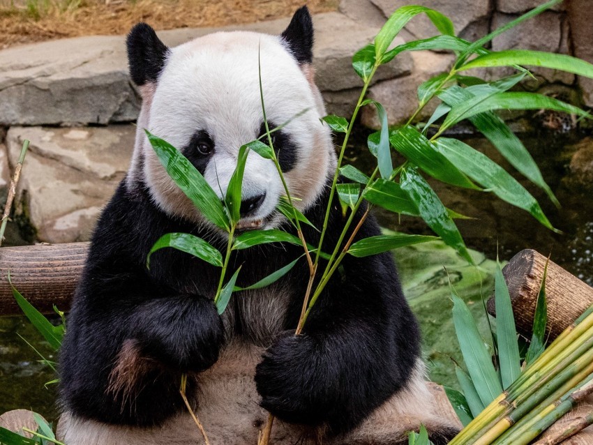 panda bamboo food bear PNG photos with clear backgrounds 4k wallpaper