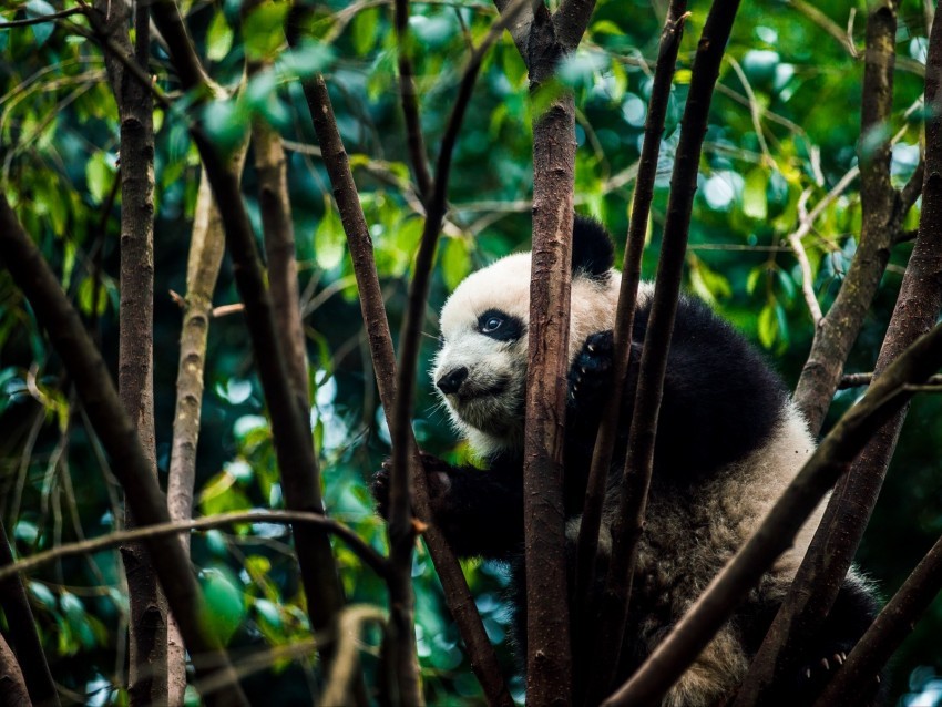 panda bear bamboo branches Isolated Artwork on HighQuality Transparent PNG
