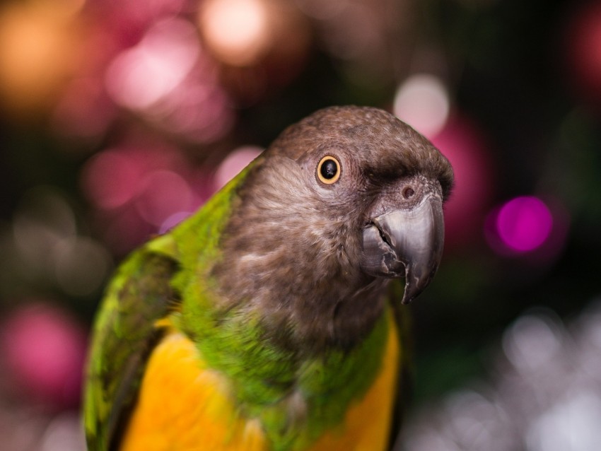 parrot bird beak feathers blur HighResolution PNG Isolated Illustration