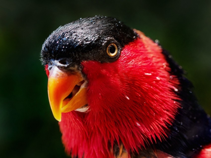 parrot bird color red Isolated Item on HighResolution Transparent PNG