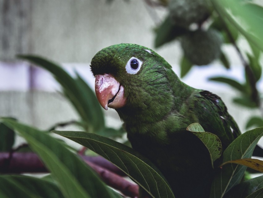 parrot bird green leaves beak PNG images with no background comprehensive set 4k wallpaper