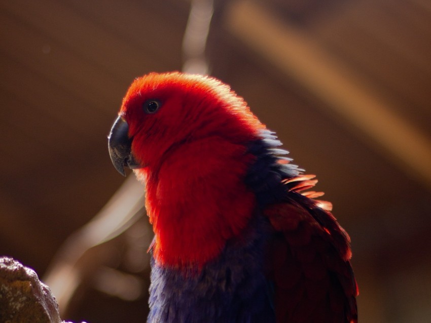 parrot bird red blur plumage PNG images for banners