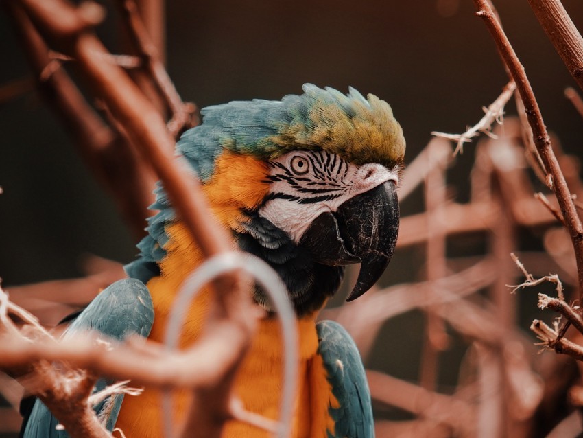 parrot macaw bird colorful branches PNG images without subscription 4k wallpaper