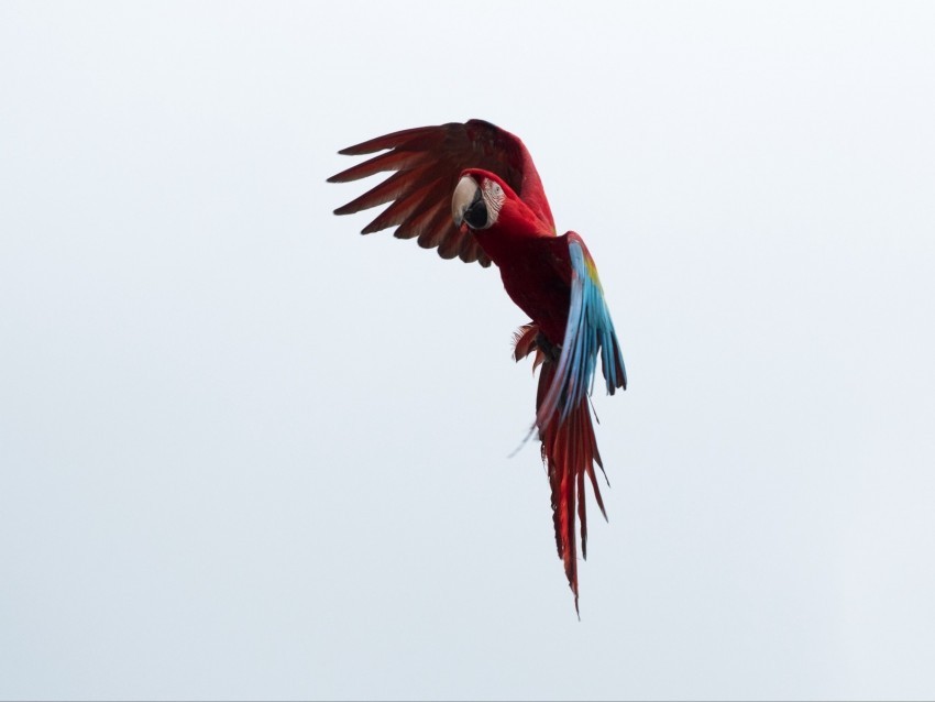 parrot macaw bird flight sky Isolated Element in Clear Transparent PNG
