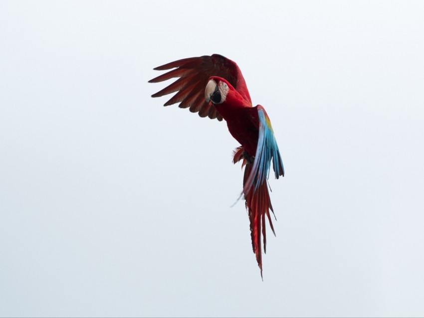 parrot macaw bird flight sky Isolated Element in Clear Transparent PNG 4k wallpaper