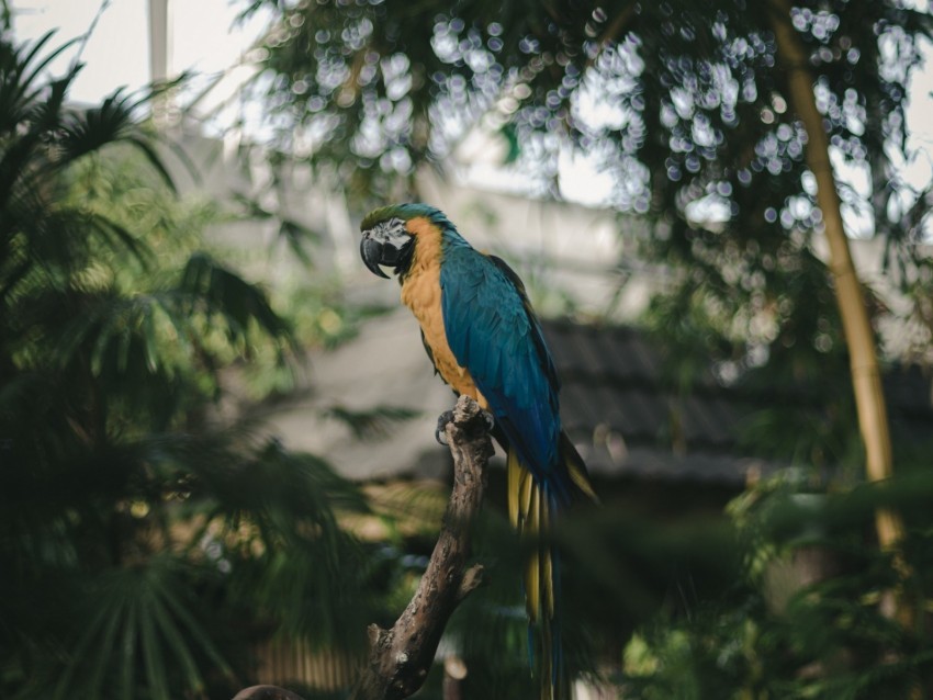 parrot macaw jungle palm bird color tropics PNG graphics with alpha transparency bundle 4k wallpaper