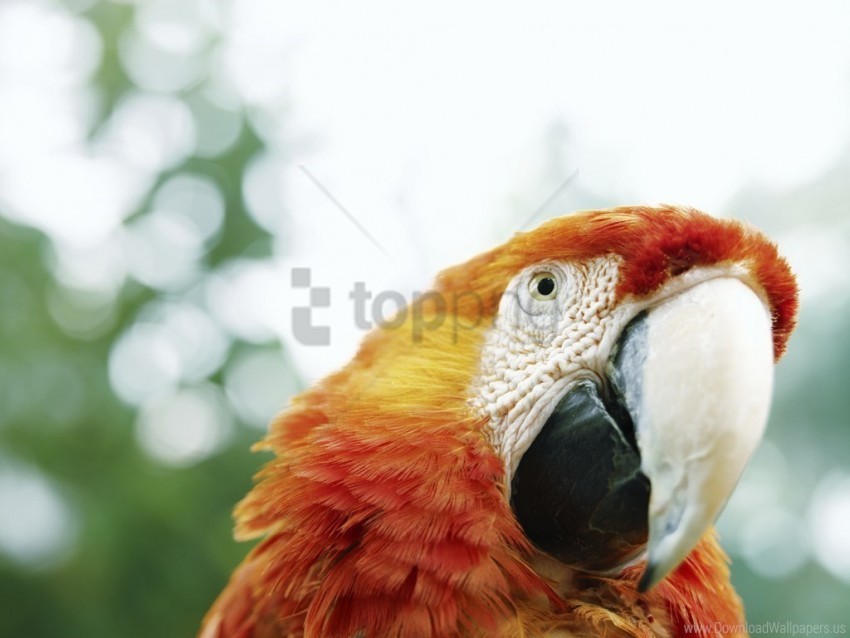 parrot wallpaper Isolated Design Element in HighQuality Transparent PNG
