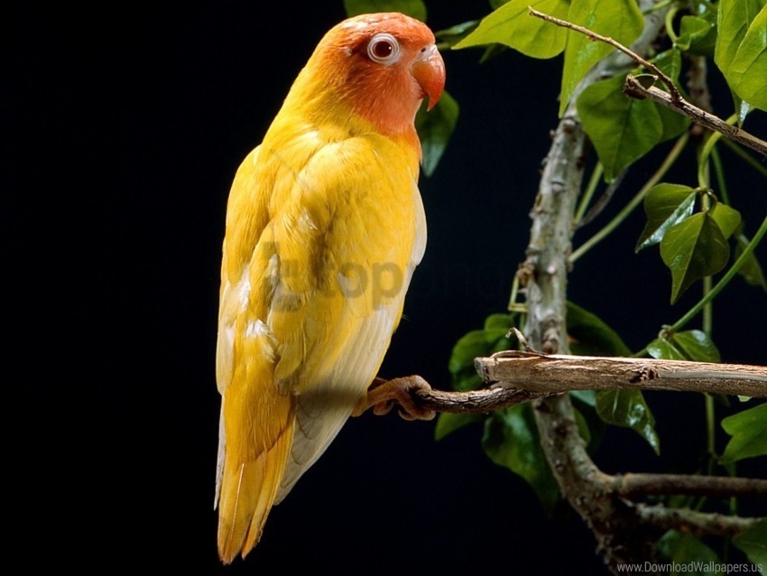 parrot yellow wallpaper Isolated PNG Element with Clear Transparency