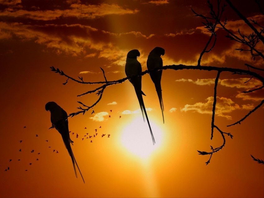parrots branch sun birds twilight sunset Isolated Item in HighQuality Transparent PNG