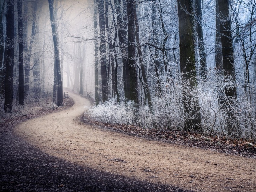 path fog forest winter frost Transparent PNG Isolated Graphic Design