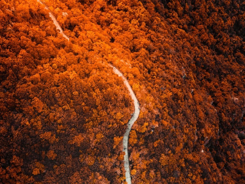 path forest aerial view slope mountain Isolated Artwork on Transparent Background PNG