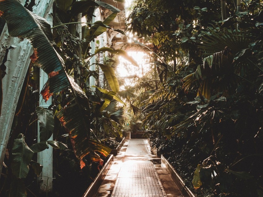 path greenhouse plants leaves Isolated PNG Object with Clear Background 4k wallpaper