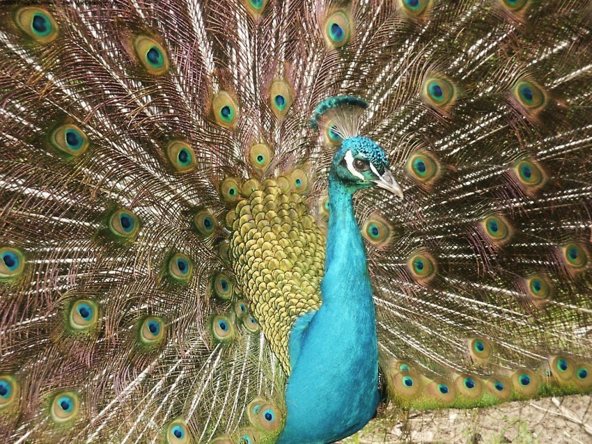 peacock wallpaper Isolated Character in Transparent PNG