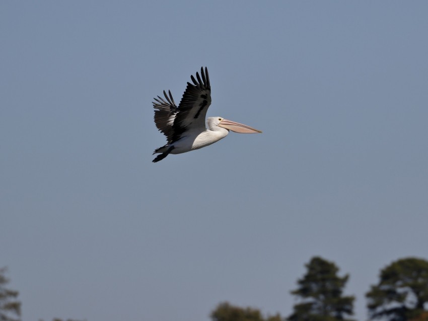 pelican bird flight sky beak PNG transparent stock images 4k wallpaper