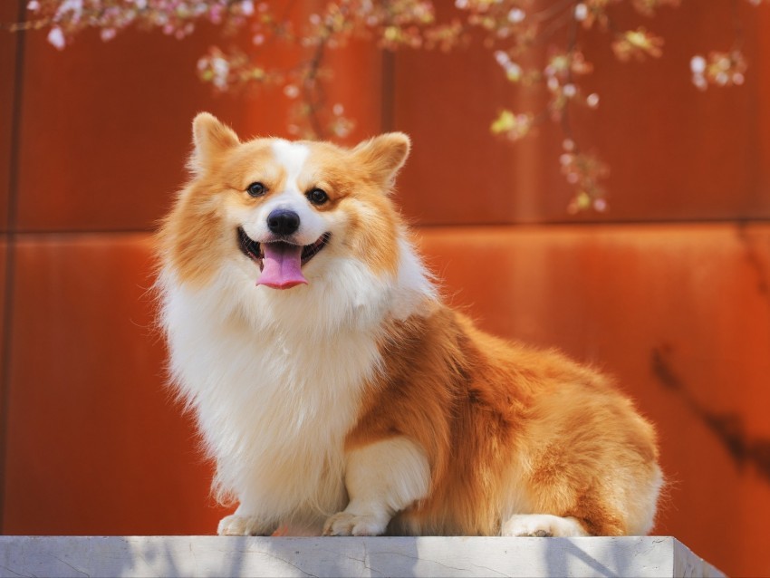 pembroke welsh corgi welsh corgi dog protruding tongue red white satisfied Isolated Item with Transparent Background PNG