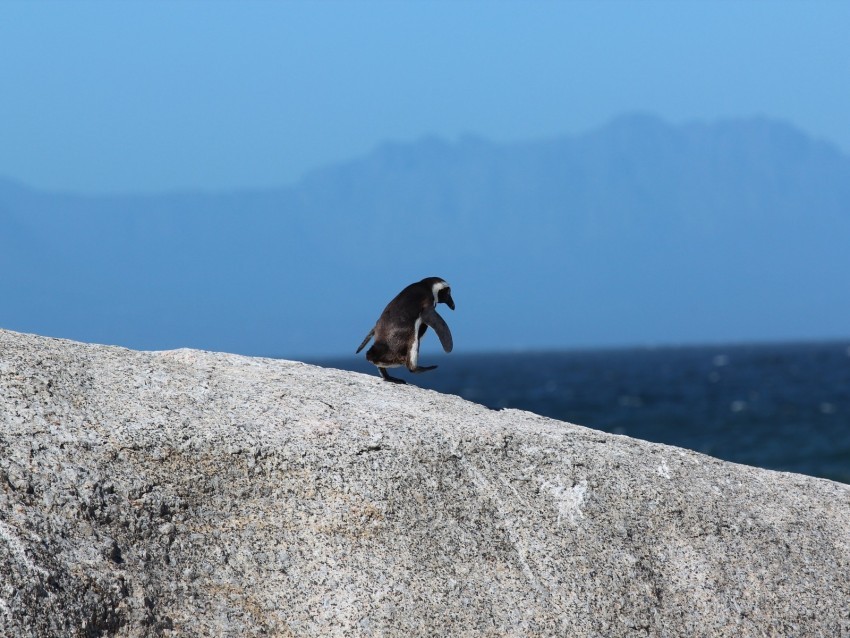 penguin bird rock walk Transparent PNG images with high resolution