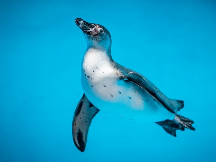 penguin bird swim water underwater world Free PNG transparent images