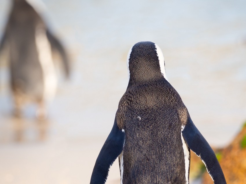 penguin bird walk color PNG transparent photos for design 4k wallpaper