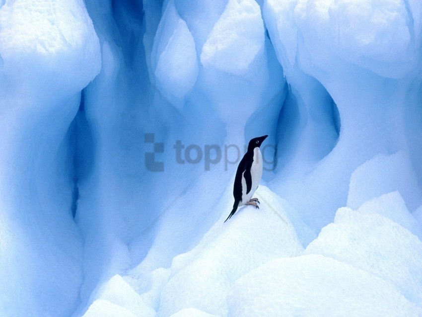 Penguin Wallpaper Clear Background PNG Images Comprehensive Package