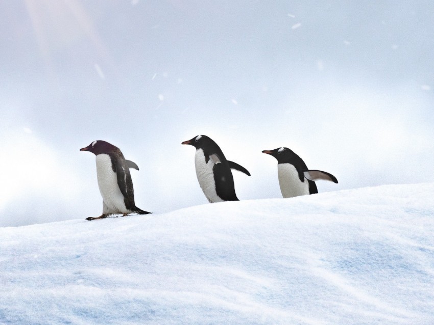 penguins birds snow walk Transparent PNG stock photos