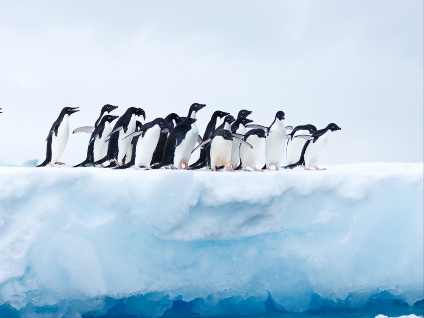 penguins flock ice glacier antarctica Transparent PNG photos for projects