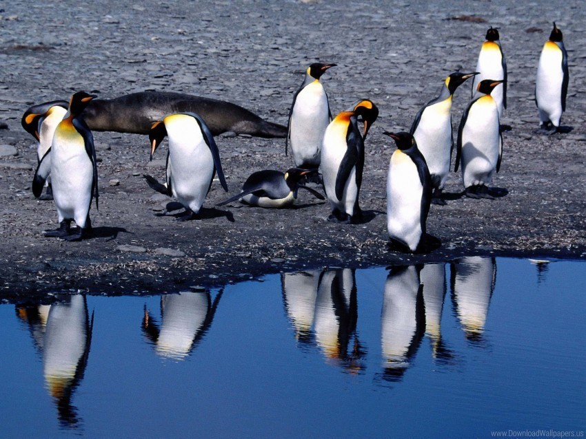 penguins summer thaw wallpaper Transparent picture PNG