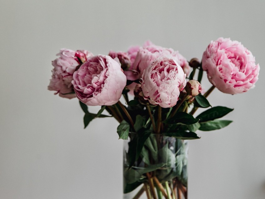 peonies flowers bouquet pink vase Free PNG images with alpha channel variety