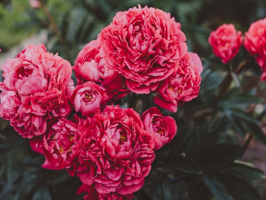 peonies flowers pink bloom plant PNG images with alpha transparency wide collection 4k wallpaper