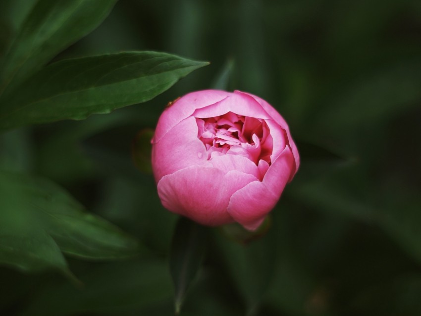 peony bud pink macro closeup Transparent PNG Isolated Item with Detail