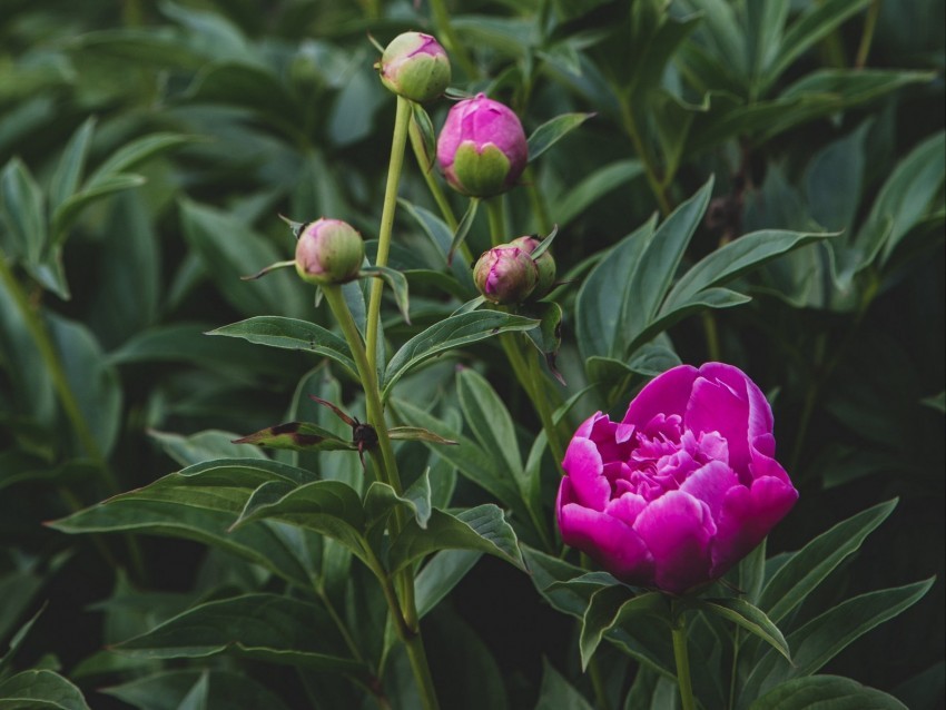 peony flower buds pink plant Isolated Subject on HighQuality Transparent PNG