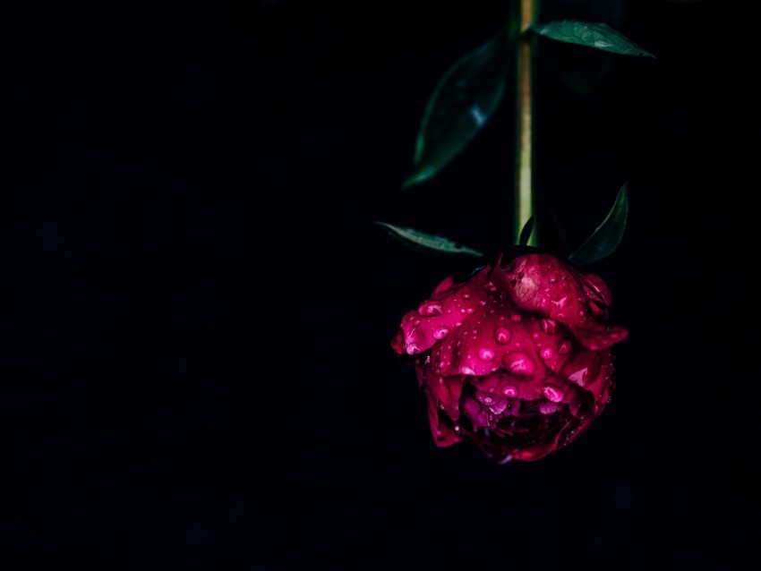 peony flower dew wet drops pink dark PNG picture