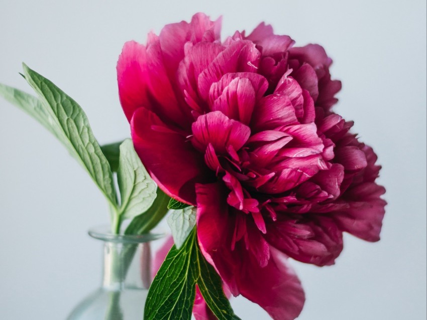 peony flower pink vase glass PNG Image with Transparent Isolation