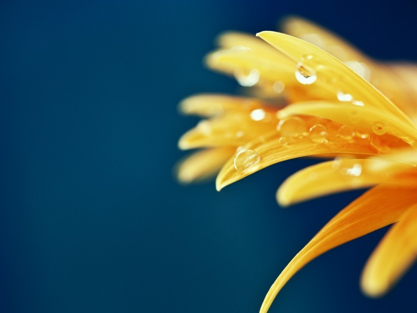 petals drops macro flower wet yellow PNG with Isolated Object