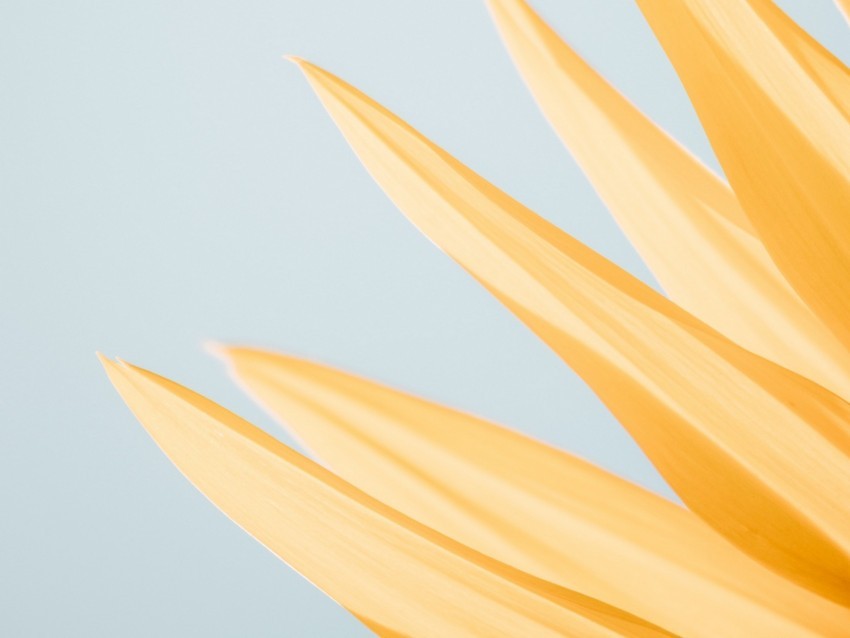 petals yellow macro flower minimalism Transparent PNG graphics bulk assortment