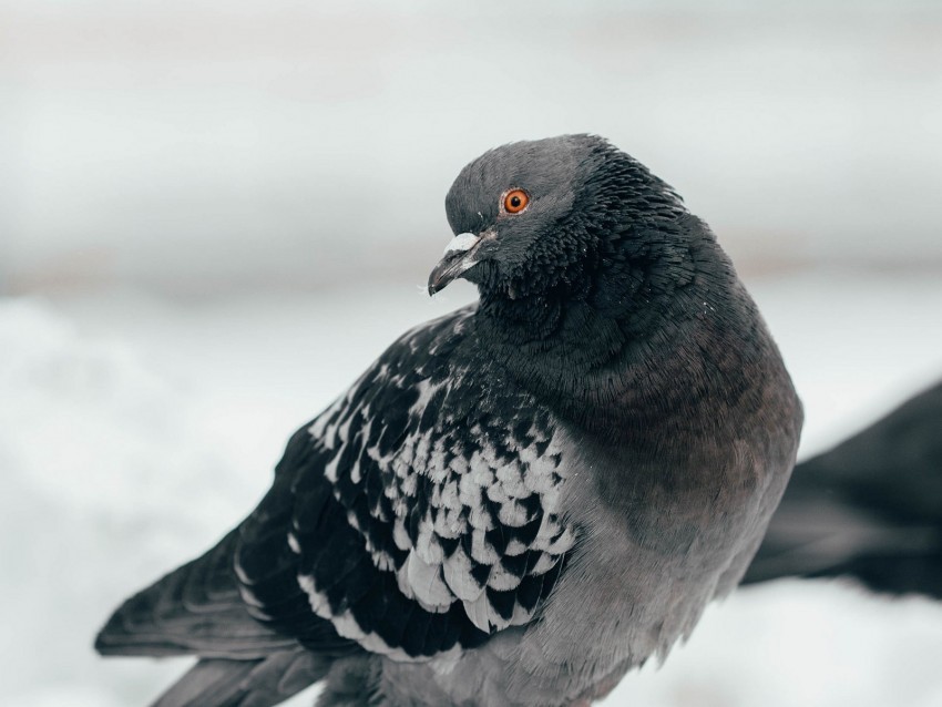 pigeon bird curious gray Transparent PNG illustrations 4k wallpaper