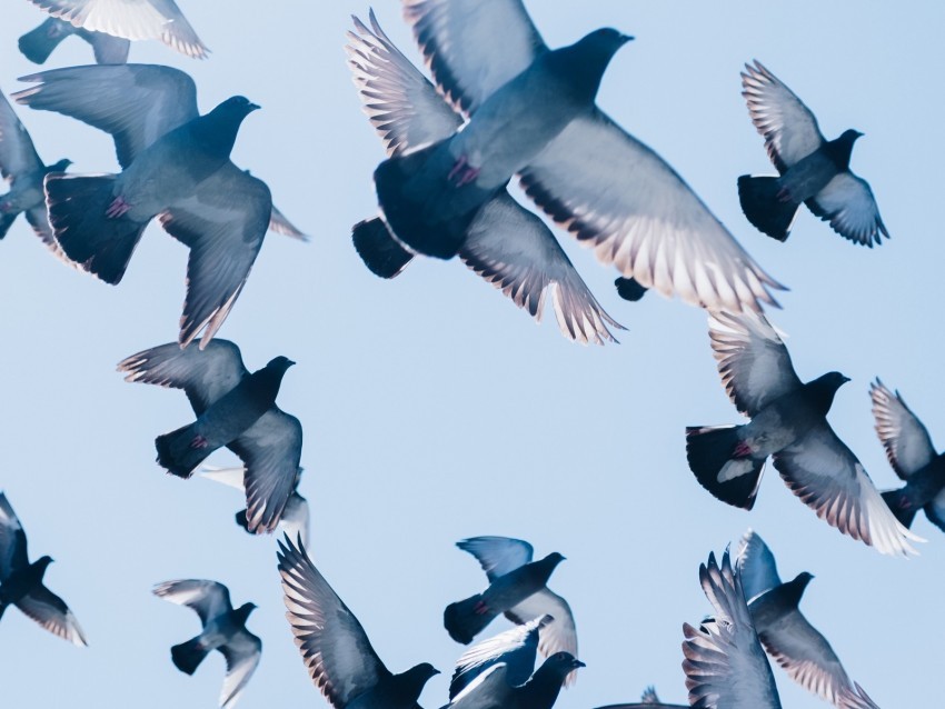 pigeons birds flight sky Transparent PNG Graphic with Isolated Object