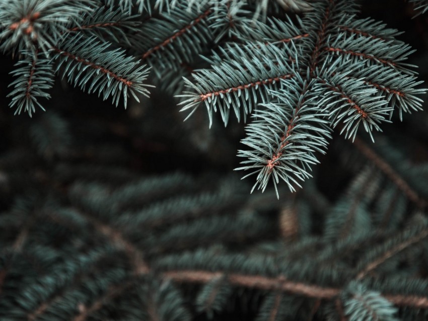 pine tree prickles needles blur branch Free PNG images with transparent layers compilation