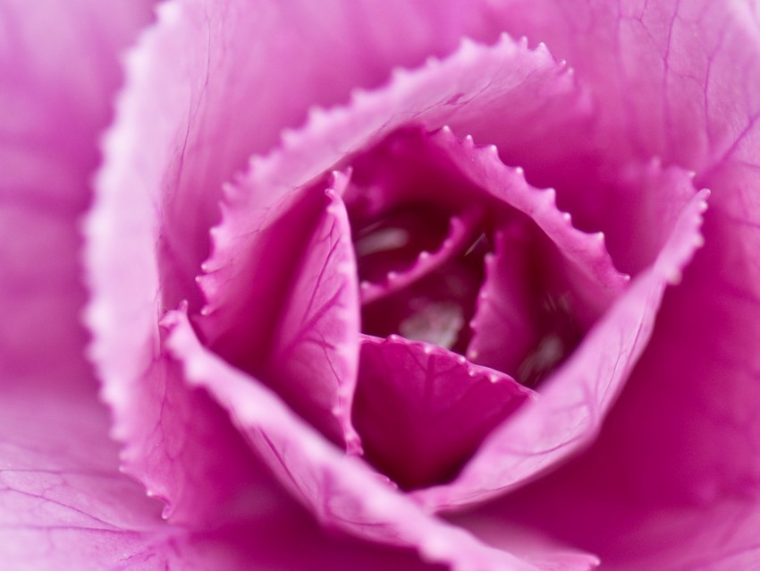 pink cabbage cabbage petals pink macro closeup Transparent graphics