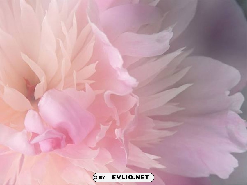 pink flower Isolated Graphic with Clear Background PNG