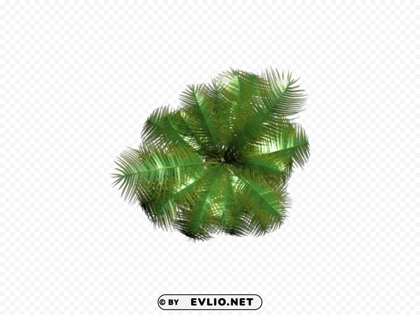 Plant PNG No Watermark