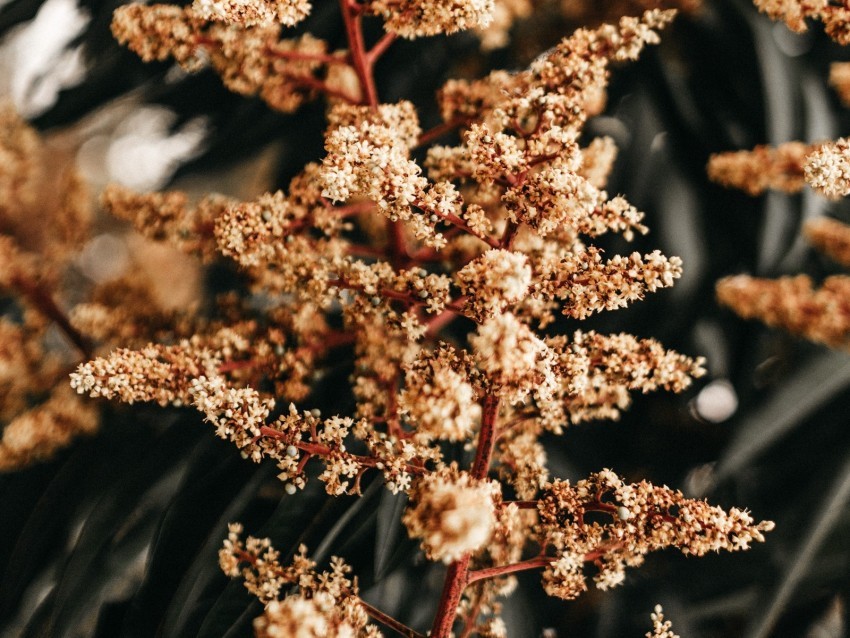 plant flowers inflorescence branch macro Isolated Object on Clear Background PNG